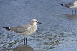 Laughing Gull 12 photo