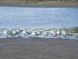 Laughing Gull 2 photo