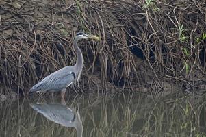 gran garza azul foto