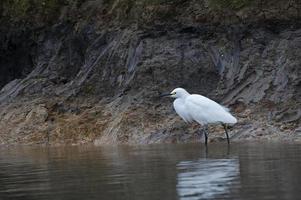 Showy Egret 44 photo