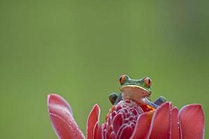 Red eyed leaf frog 2 photo