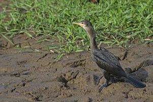 cormorán neotropical 12 foto