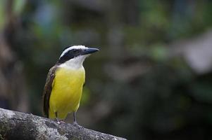 gran kiskadee 56 foto