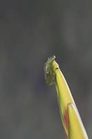 Grenular Glass Frog photo