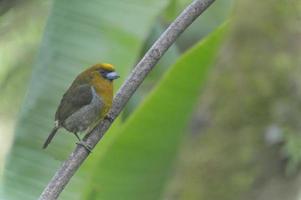 barbudo de pico puntiagudo foto