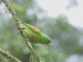 Orange Chinned Parakeet photo