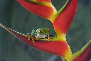 Ref eyed leaf frog 45 photo