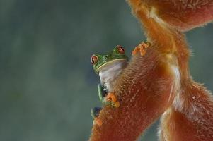 red eyed leaf frog 32 photo