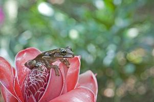 tree frog 1 photo