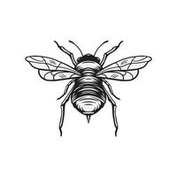 hand drawn bee illustration vector
