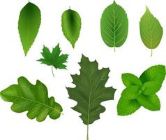 ilustración de la colección de hojas verdes vector