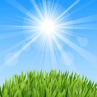 hierba verde y rayo de sol vector