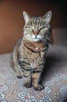 Funny portrait arrogant short-haired domestic tabby cat relaxing at home. Little kitten lovely member of family playing indoor. Pet care health and animal concept. photo