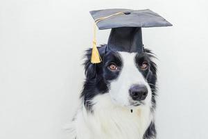 Funny proud graduation puppy dog border collie with comical grad hat isolated on white background. Little dog in graduation cap like student professor. Back to school. Cool nerd style, Funny pet