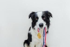 Puppy dog border collie holding winner or champion gold trophy medal in mouth isolated on white background. Winner champion funny dog. Victory first place of competition. Winning or success concept. photo