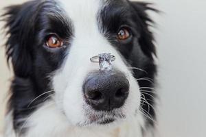 Will you marry me. Funny portrait of cute puppy dog border collie holding wedding ring on nose isolated on white background. Engagement, marriage, proposal concept photo