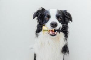 Cute puppy dog border collie holding miniature champion trophy cup in mouth isolated on white background. Winner champion funny dog. Victory first place of competition. Winning or success concept. photo