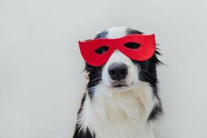 Funny portrait of cute dog border collie in superhero costume isolated on white background. Puppy wearing red super hero mask in carnival or halloween. Justice help strenght concept. photo