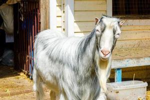 ganadería animal moderna. linda cabra divertida relajándose en el patio de la granja en el día de verano. cabras domésticas pastando en pastos en el fondo del rancho. cabra en granja ecológica natural. agricultura ecológica. foto