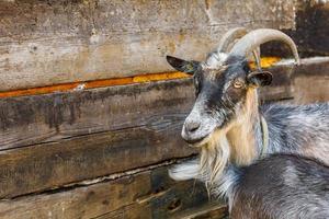 Modern animal livestock. Cute goat relaxing in yard on farm in summer day. Domestic goats grazing in pasture and chewing, countryside background. Goat in natural eco farm growing to give milk cheese photo