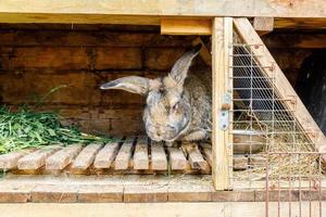 Small feeding brown rabbit chewing grass in rabbit-hutch on animal farm, barn ranch background. Bunny in hutch on natural eco farm. Modern animal livestock and ecological farming concept. photo