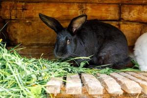 Small feeding black rabbit chewing grass in rabbit-hutch on animal farm, barn ranch background. Bunny in hutch on natural eco farm. Modern animal livestock and ecological farming concept.