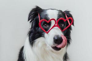 St. Valentine's Day concept. Funny puppy dog border collie in red heart shaped glasses isolated on white background. Lovely dog in love celebrating valentines day. Love lovesick romance postcard. photo