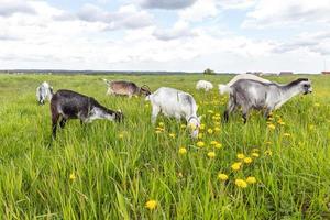 lindo cabrito de rango libre en una granja de animales ecológicos orgánicos pastando libremente en el fondo del prado. la cabra doméstica pasta masticando en pastos. ganadería animal moderna, agricultura ecológica. derechos animales. foto