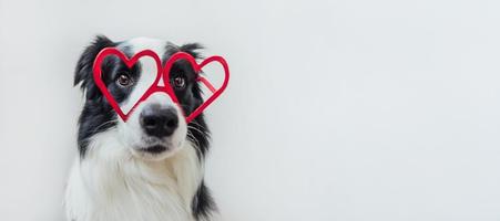 St. Valentine's Day concept. Funny puppy dog border collie in red heart shaped glasses isolated on white background. Lovely dog in love celebrating valentines day. Love lovesick romance banner.