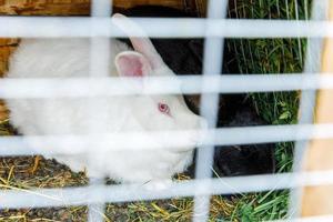 Small feeding white and black rabbits chewing grass in rabbit-hutch on animal farm, barn ranch background. Bunny in hutch on natural eco farm. Modern animal livestock and ecological farming concept. photo