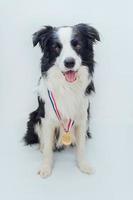 Puppy dog border collie wearing winner or champion gold trophy medal isolated on white background. Winner champion funny dog. Victory first place of competition. Winning or success concept. photo