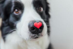 S t. concepto de día de san valentín. retrato divertido lindo cachorro border collie sosteniendo corazón rojo en la nariz aislado sobre fondo blanco, de cerca. encantador perro enamorado en el día de san valentín da regalo.