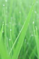 A Macro Shot of Paddy Leaves with Droplets in The Morning photo