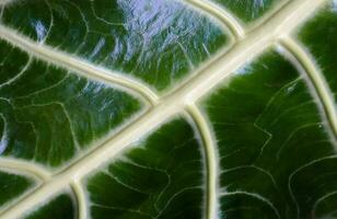 hermosa y detallada textura de hoja tomada con un estilo macro foto