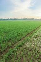 Beautiful Rice Fields in The Morning with Amazing Sky photo