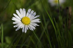 daisy flowers in the fresh green grass photo