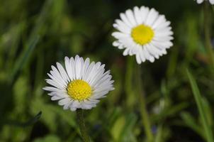 daisy flowers in the fresh green grass photo