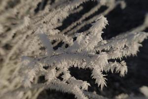 heladas de invierno en las ramas de los árboles foto