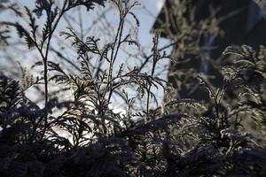 winter frost on tree branches photo