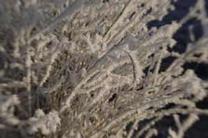 heladas de invierno en las ramas de los árboles foto