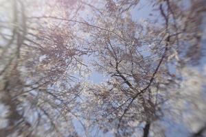 winter frost on tree branches photo