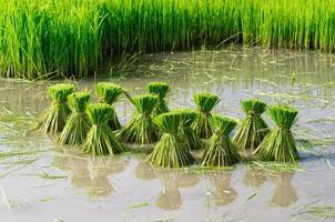 rice sprout ready to growing in the rice field photo