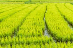 brote de arroz listo para crecer en el campo de arroz. foto