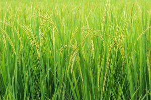 rice sprout ready to growing in the rice field. with selective focus. photo