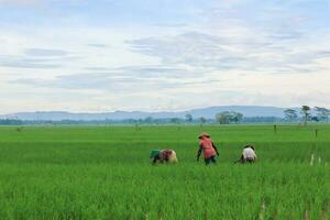 un hermoso paisaje por la mañana con cielo, montañas, colinas, campos de arroz y granjeros diligentes foto