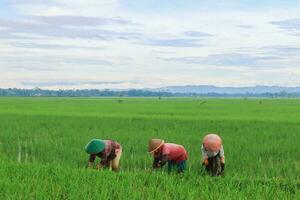granjeros ocupados están plantando arroz en los campos de arroz bajo un hermoso cielo foto