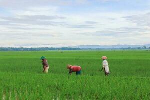 Best Poses from Farmers in The Rice Fields, During Beautiful Morning photo