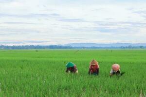 Three Farmers are Planting Paddy in The Rice Fields During Sunny Morning photo