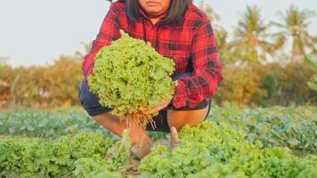 A female farmer collects her vegetables and produce in the fields. video