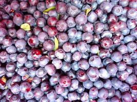 Bilberry background texture nature. photo